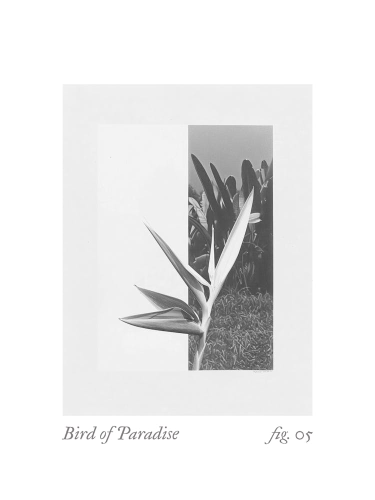 Bird Of Paradise Botanical Collage 1
