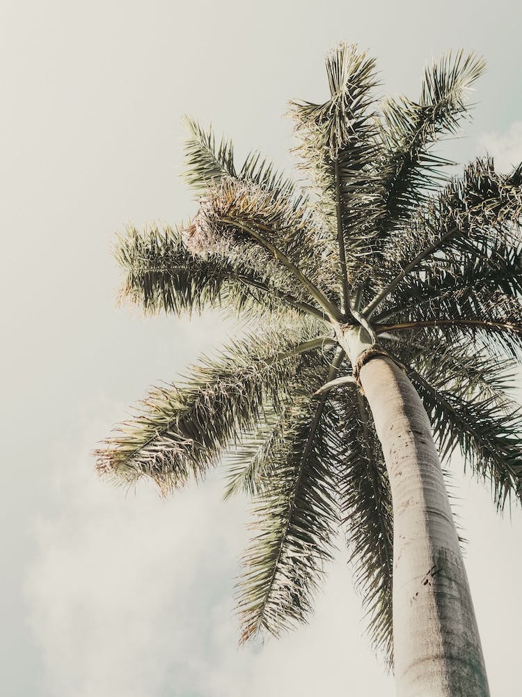 Mexico Palms
