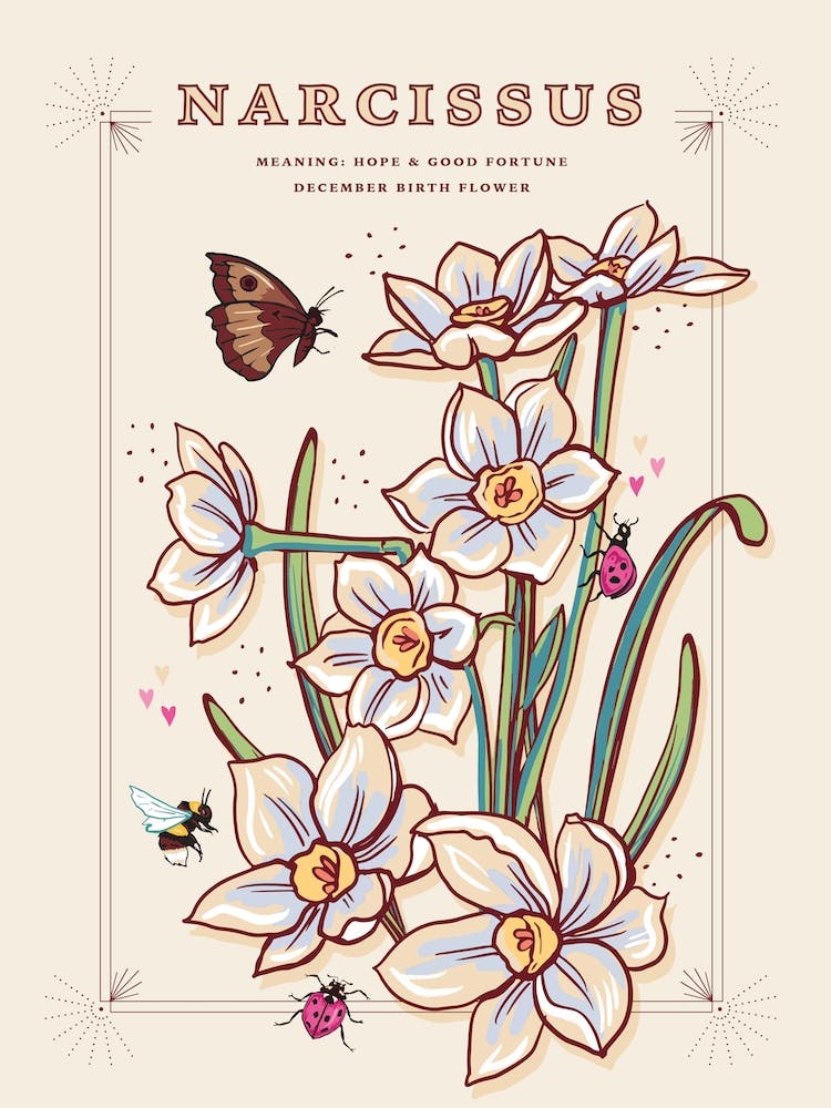 December Birth Flower Narcissus On Cream