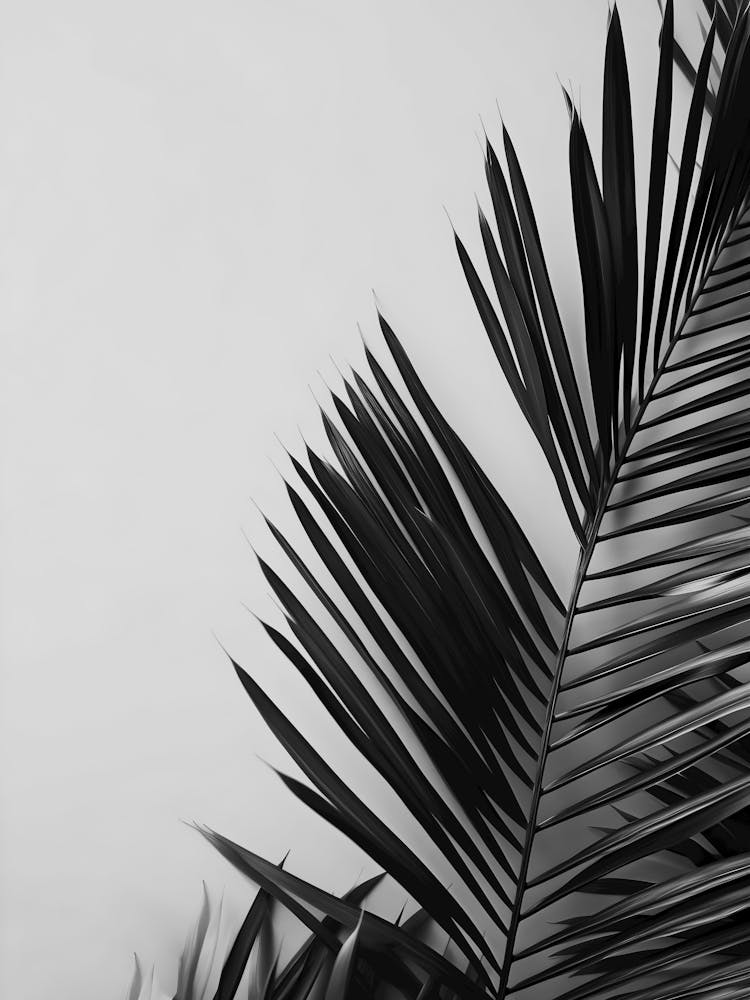 Black And White Palm Leaf
