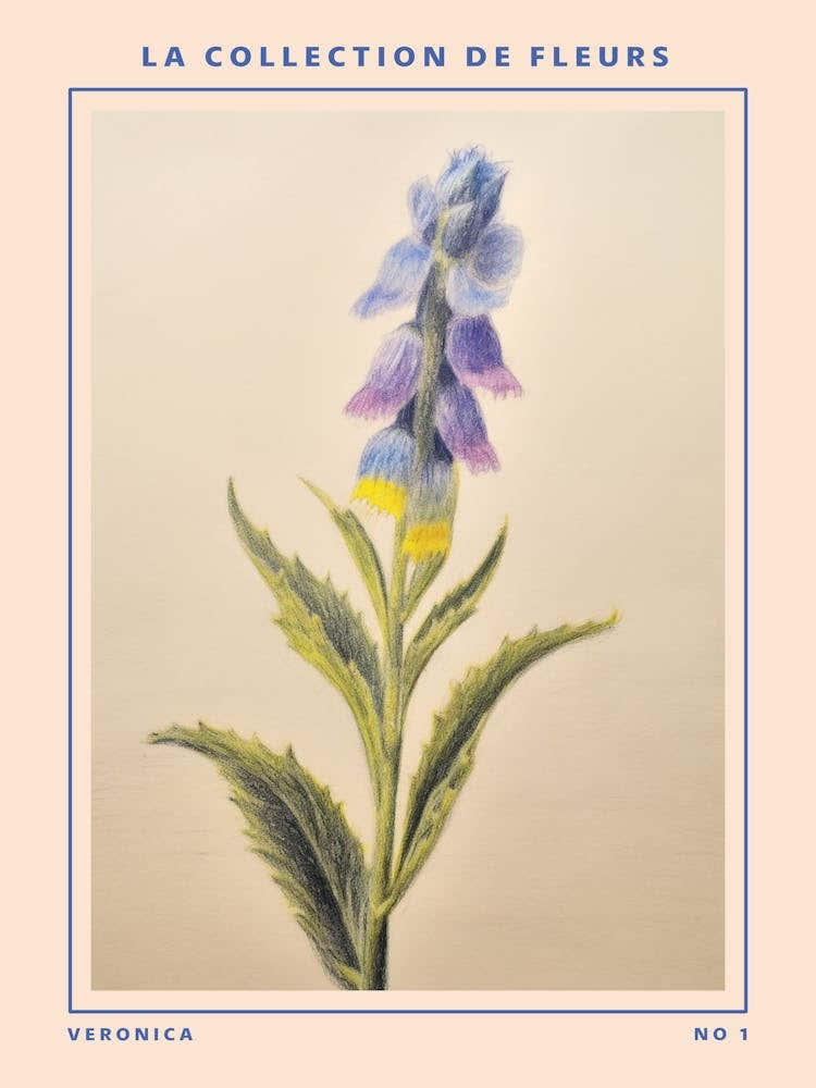 Veronica French Flower Botanical Poster