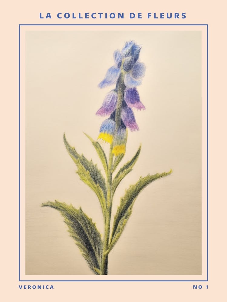 Veronica French Flower Botanical Poster