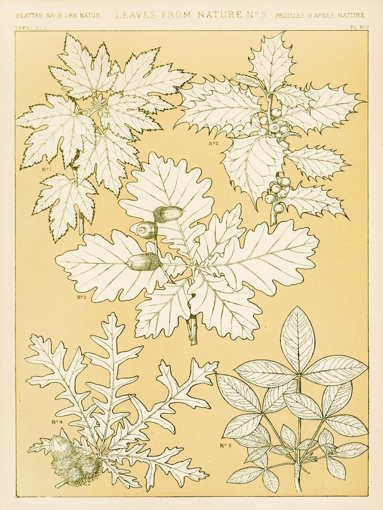 Vintage Pattern Illustration, Owen Jones