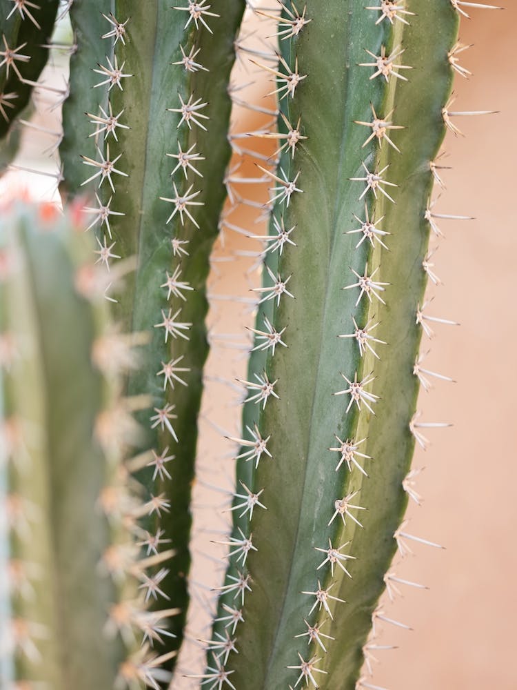 Cacti On Coral