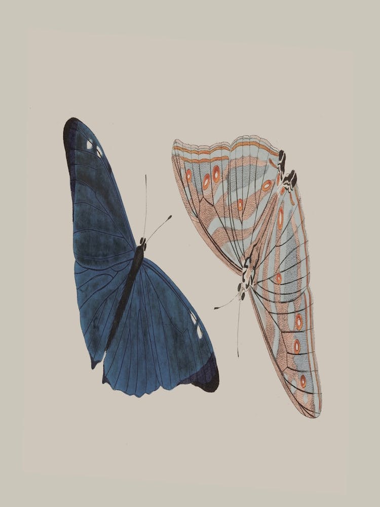 Blue Butterflies 3