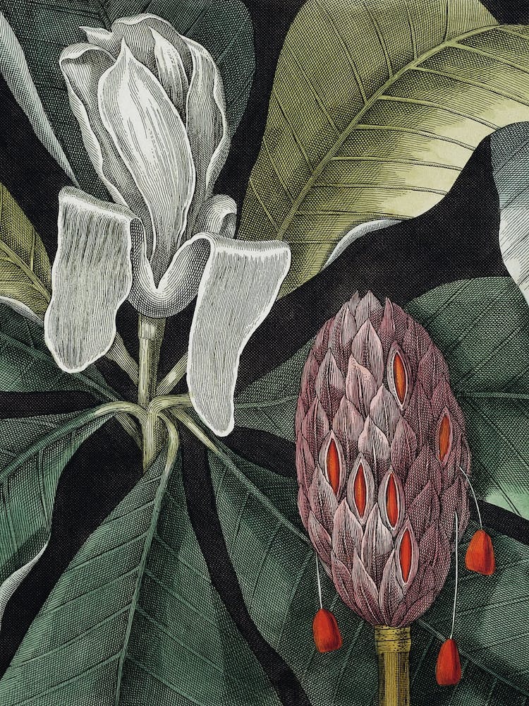 Vintage Catesby 1 Magnolia Amplissimo