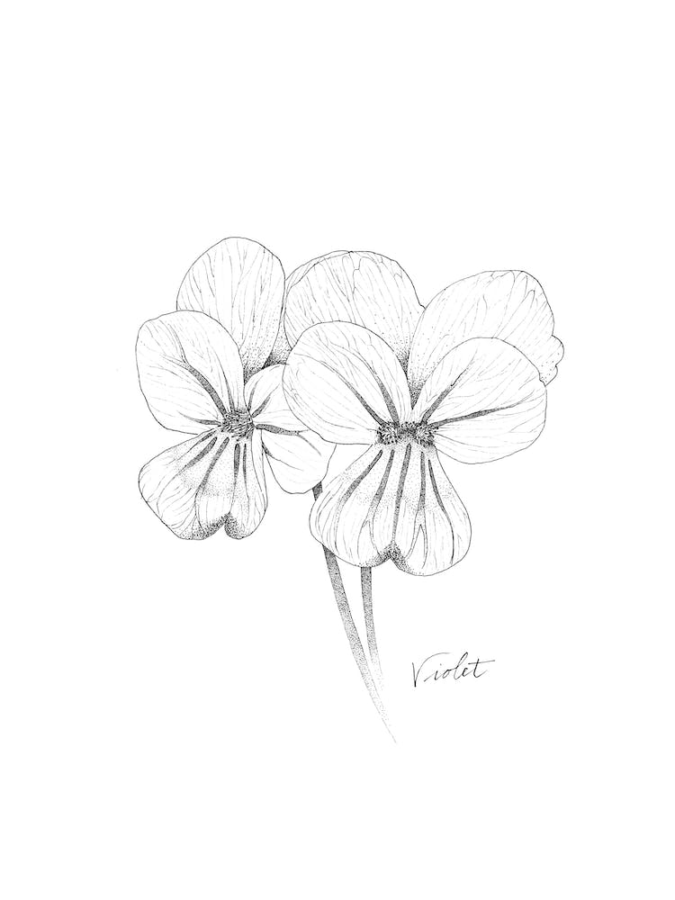 Violet