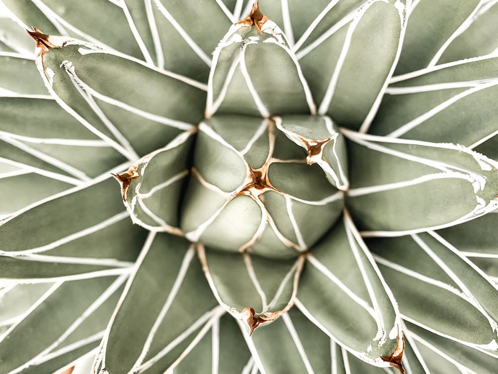 Succulent Plant