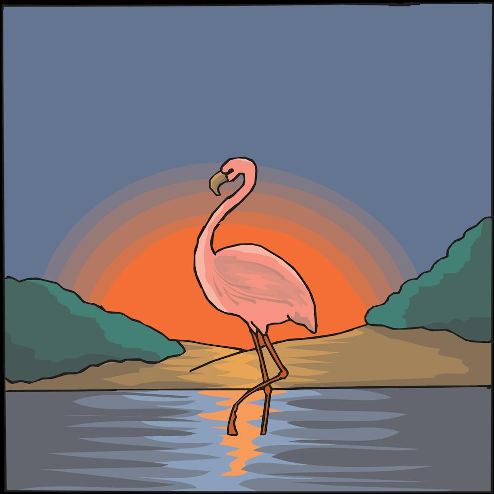 Pink Flamingo Bird Water Nature Sky Sunset