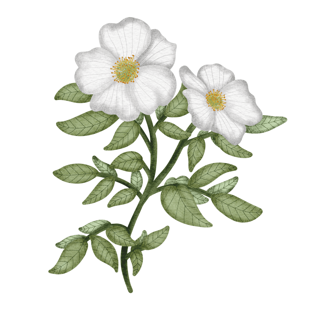 Fleur D'État De La Géorgie