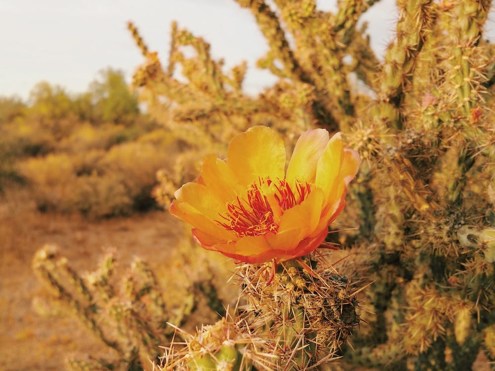 Blooming Cactus Flower
