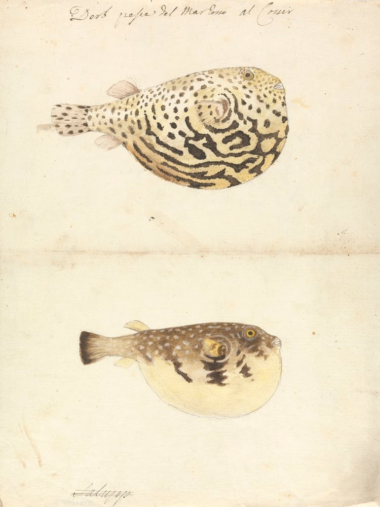 Two Blowfish, Luigi Balugani