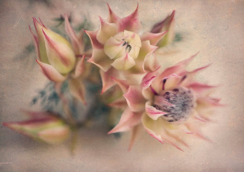 Blushing Brides 2