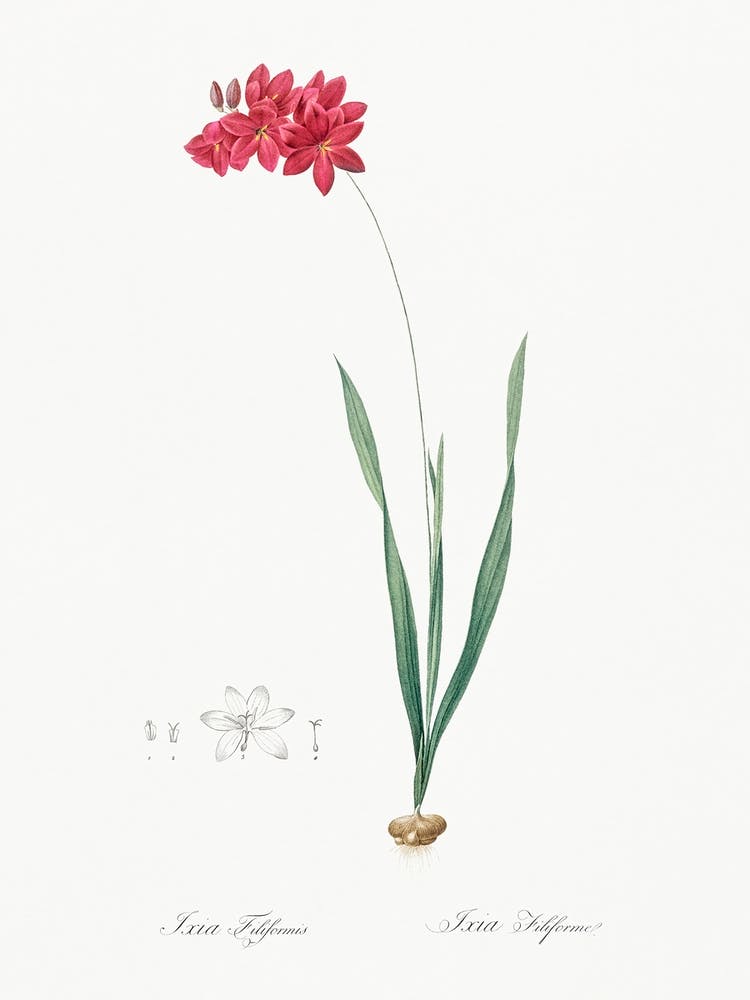 Ixia Filiformis Illustration From Les Liliacées (1805), Pierre Joseph Redoute