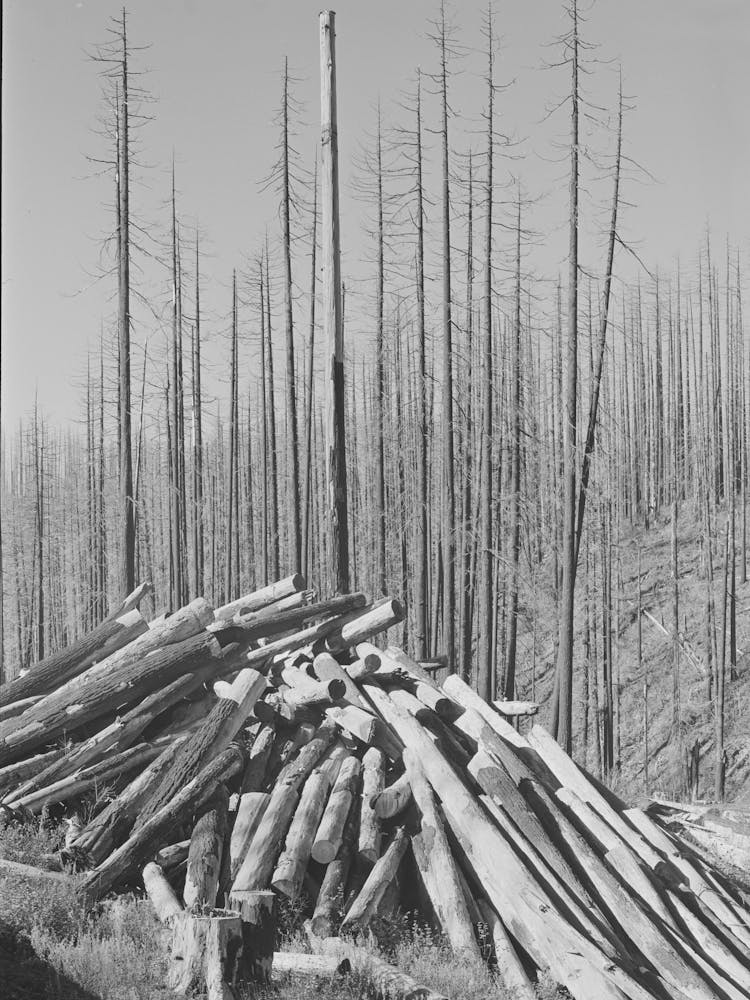 Clearing The Tillamook Burn Area Of Tillamook County, Oregon, See Caption For 70681 D By Russell Lee