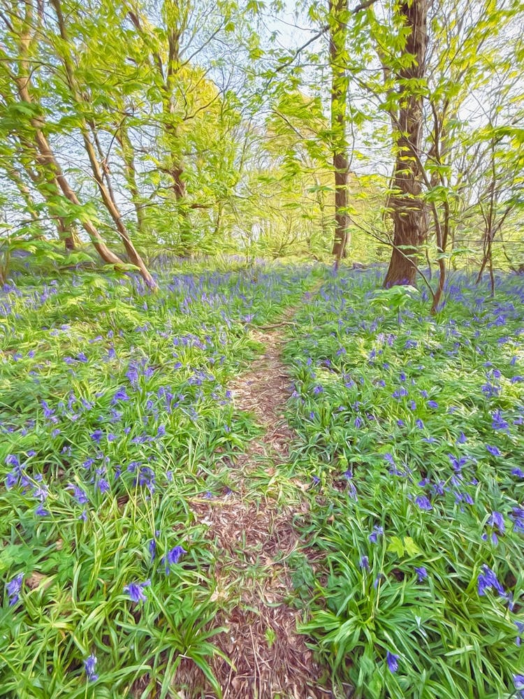 Path Through Blubell Woods
