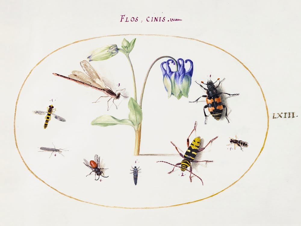 A Dragonfly, A Spotted Longhorn, A Sexton Beetle, And Other Insects With A Blue And White Columbine (1575–1580), Joris Hoefnagel