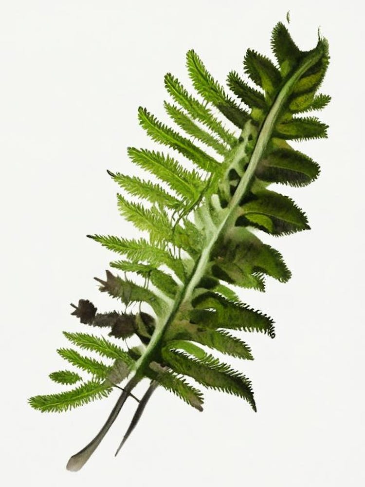 Ebony Spleenwort Wildflower Watercolour