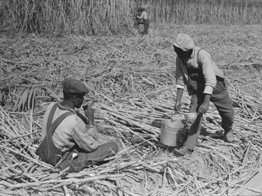 Untitled Photo, Possibly Related To Sugarcane Worker Drinking Water In The Field Near New Iberia, Louisiana By
