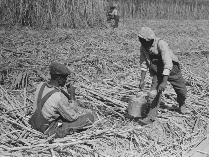 Untitled Photo, Possibly Related To Sugarcane Worker Drinking Water In The Field Near New Iberia, Louisiana By