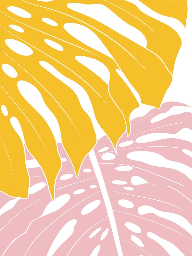 Yellow And Pink Monstera Leaves 2