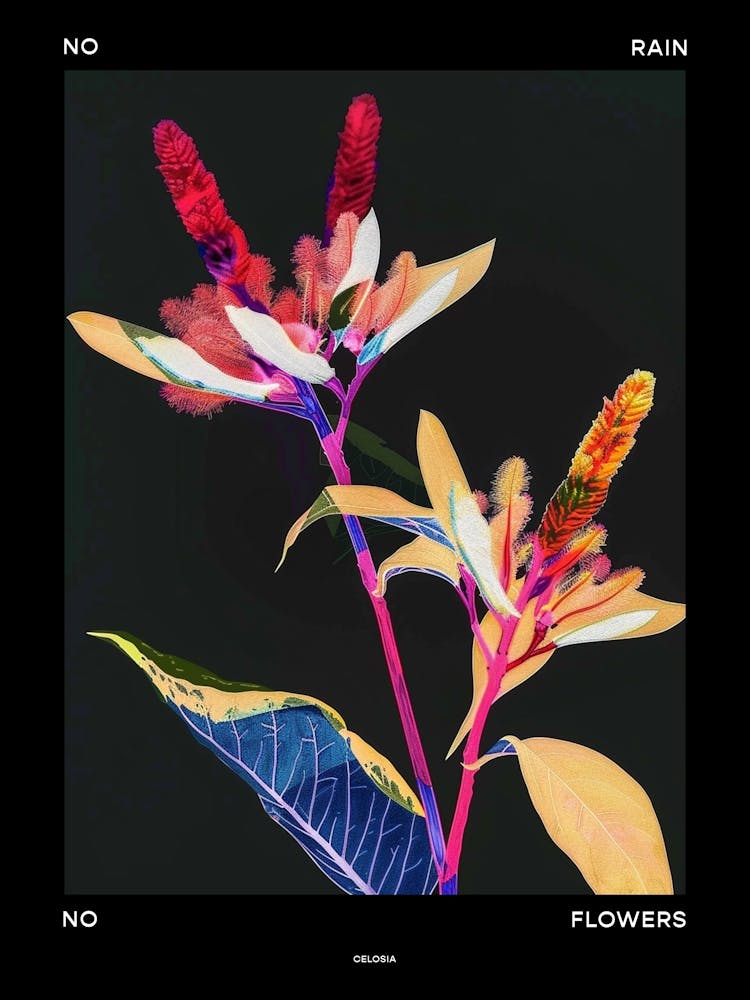 No Rain No Flowers Poster Celosia 1