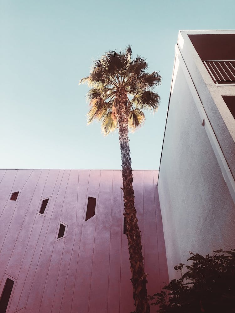 Pink Palm