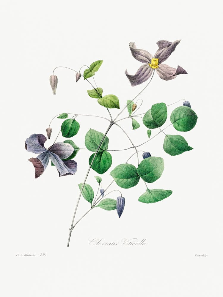 Virgin S Bower, Pierre Joseph Redoute