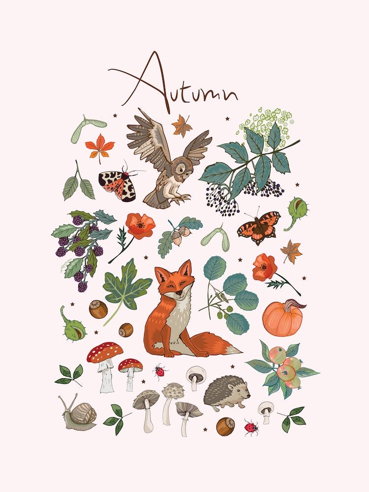 Autumn Wildlife