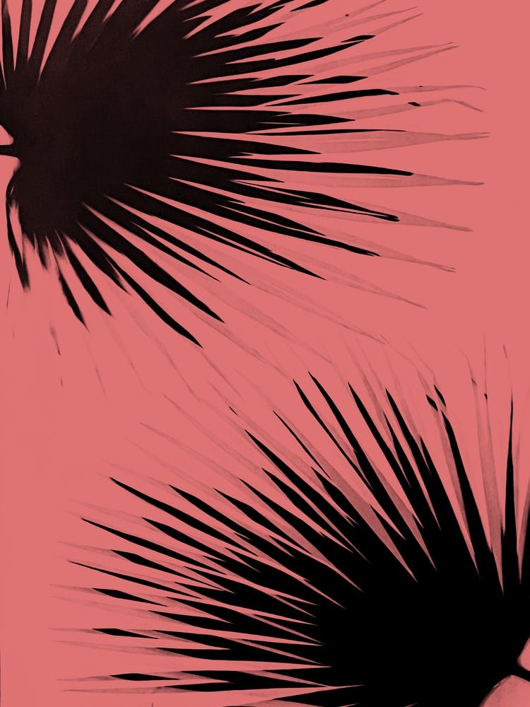 Coral black palm leaves