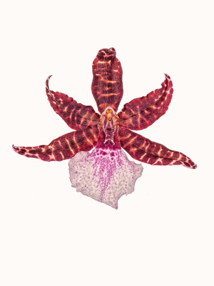 Flower V