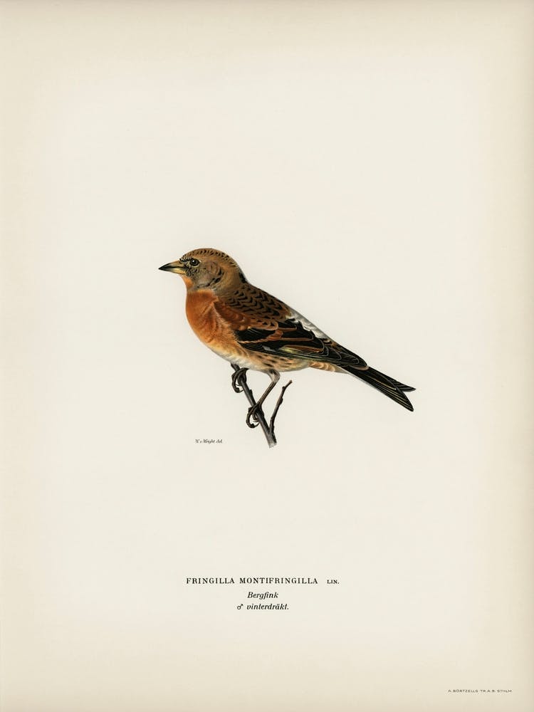 Brambling (Fringilla Montifringilla), The Von Wright Brothers