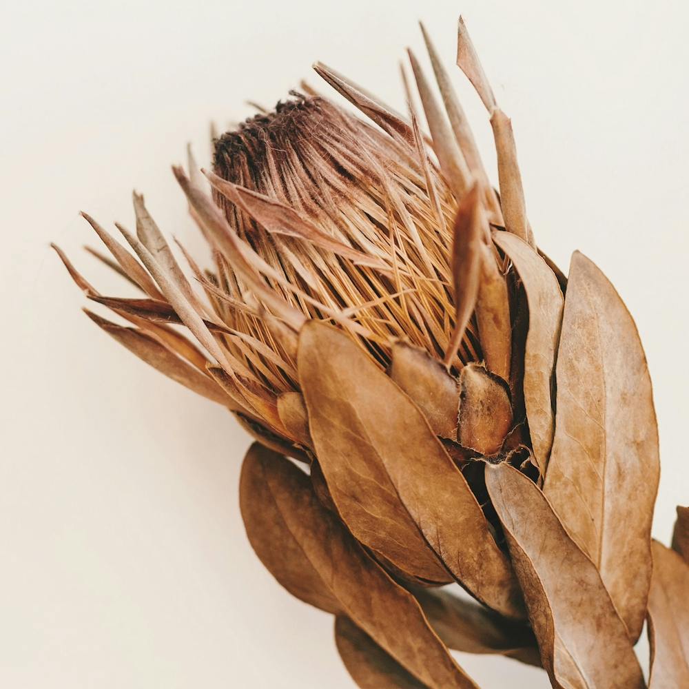 Bohemian Protea Flower Square