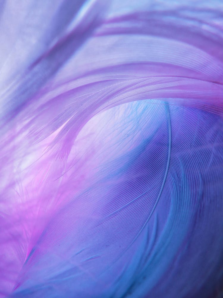 Purple And Blue Feathers Wallpaper