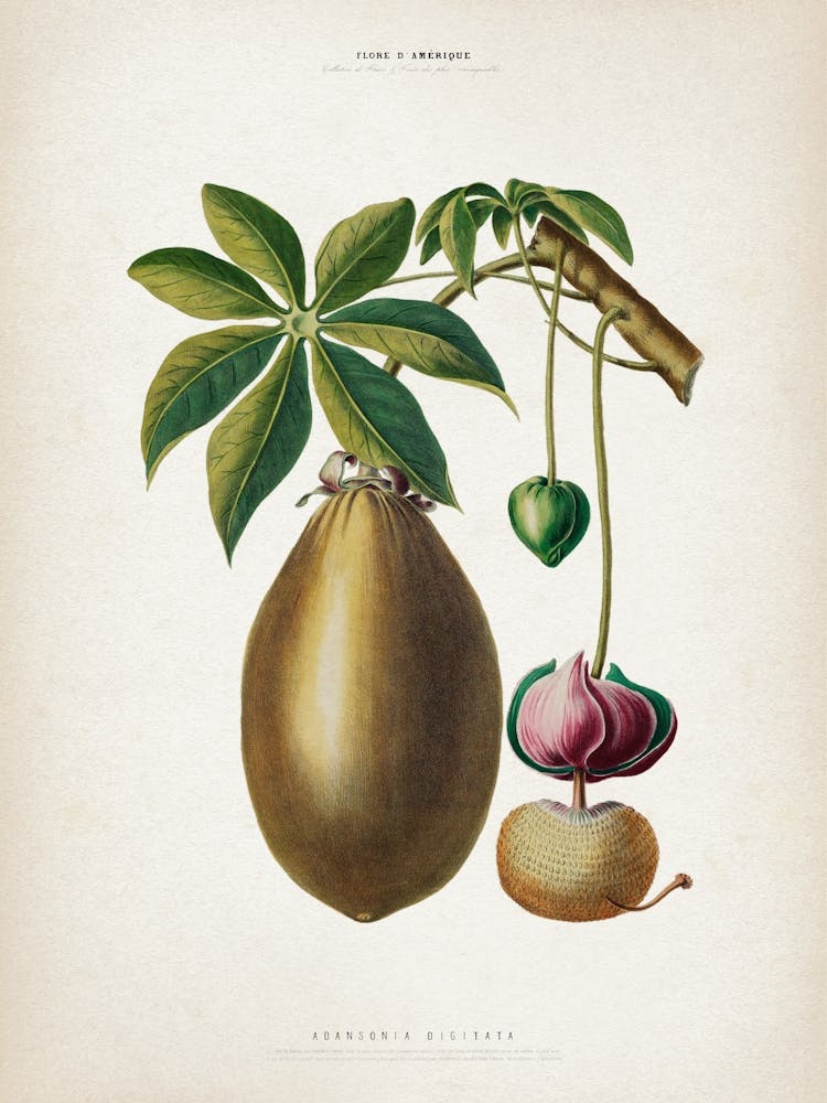 Vintage Denisse 3 Adansonia Digitata