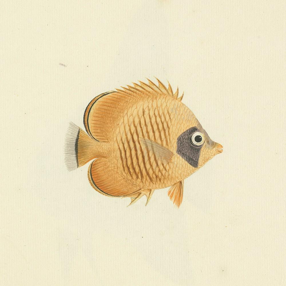 Unidentified Fish, Luigi Balugani