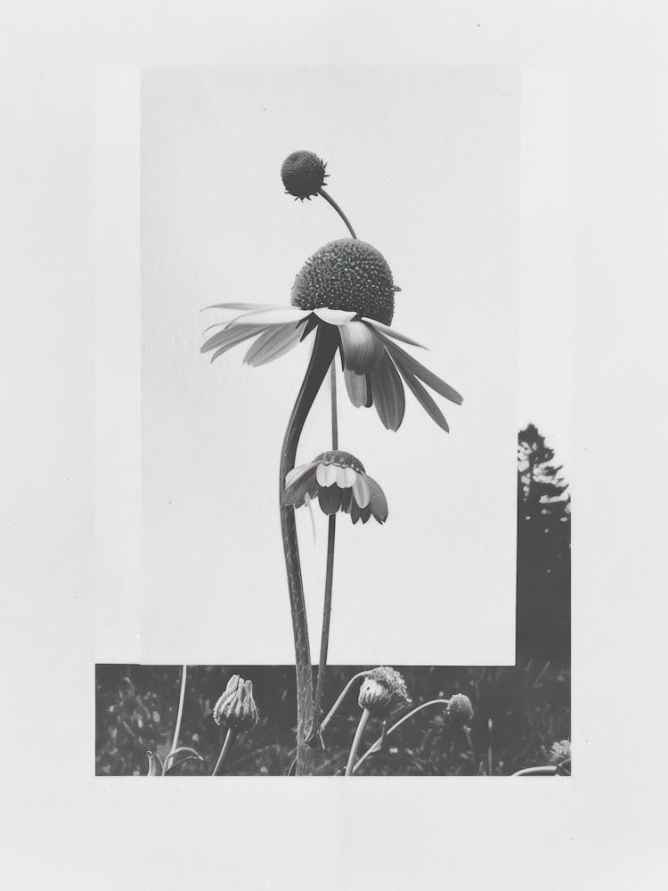 Daisy Flower Photo Collage 6