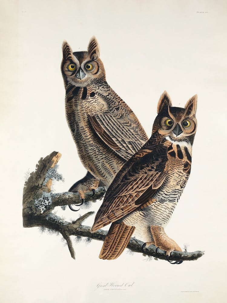 Great Horned Owl, Birds Of America, John James Audubon