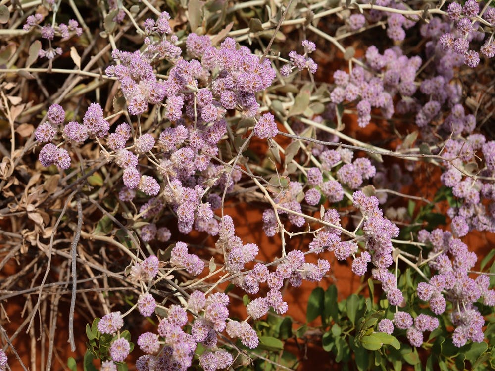 Purple Flowers On A Bush