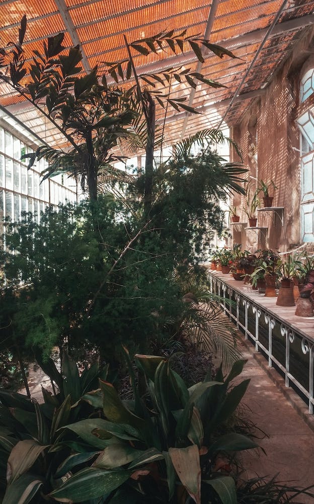Palm Greenhouse