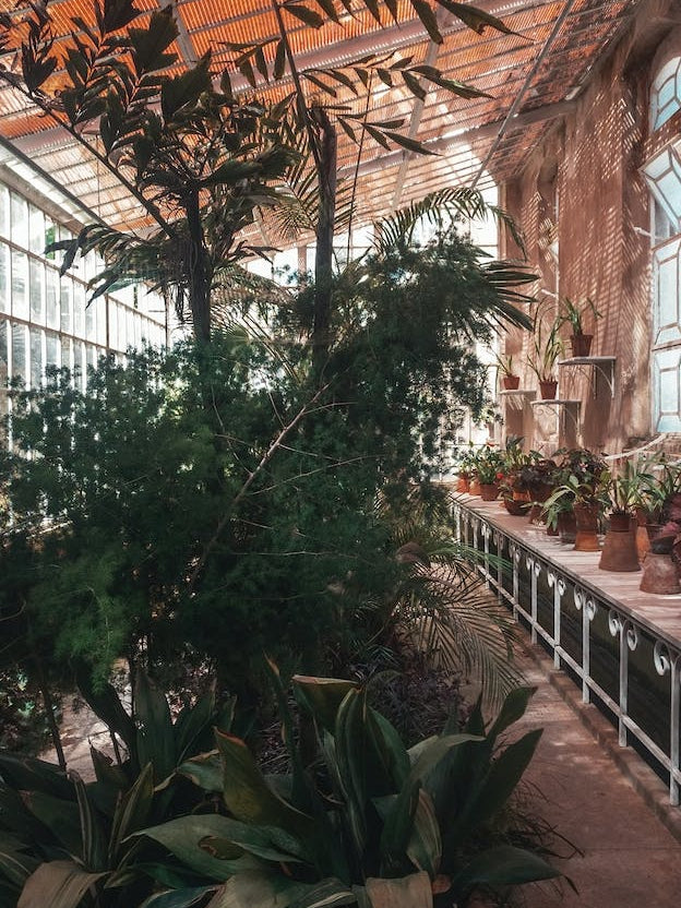 Palm Greenhouse