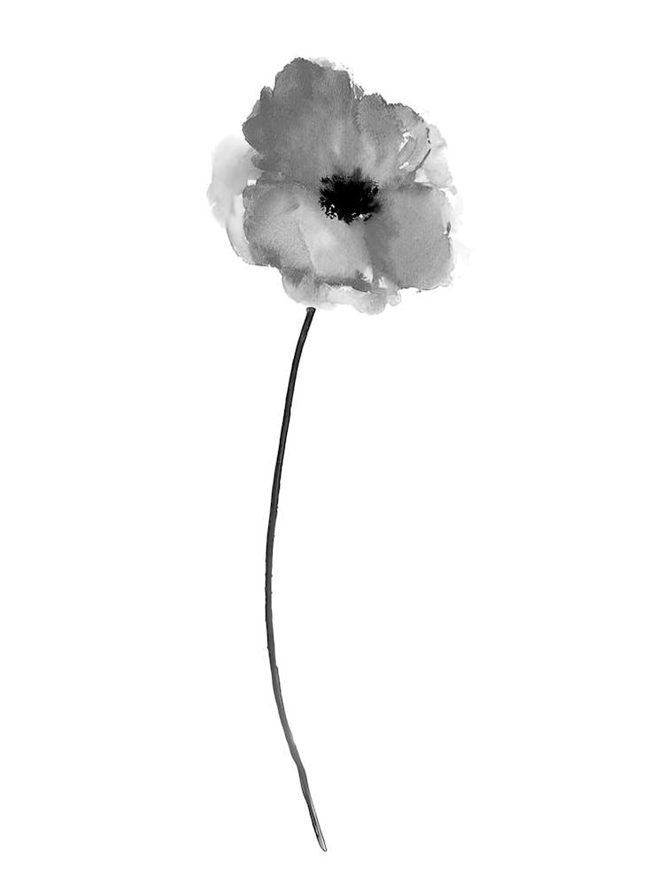 Poppy Flower 1