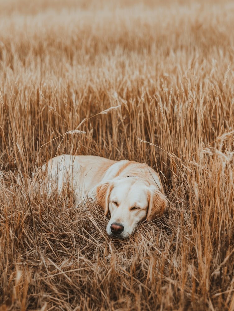 Golden Retriever Sleeping In A Field.Generated AI.