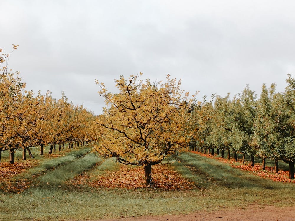 Fall Apple Orchard