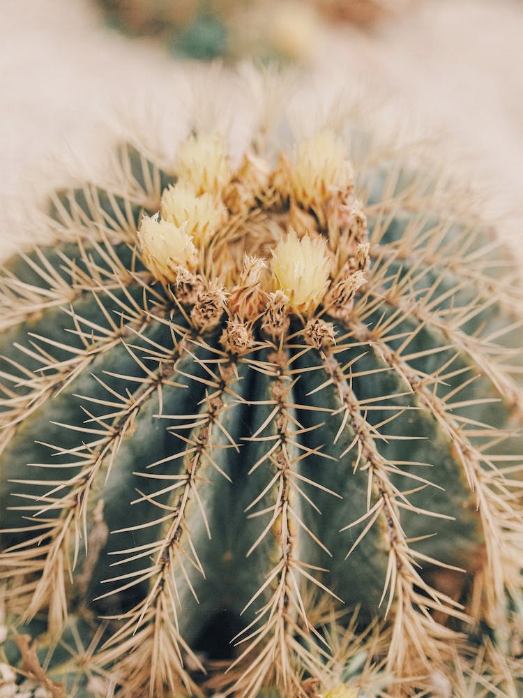 Desert Barrel Cactus
