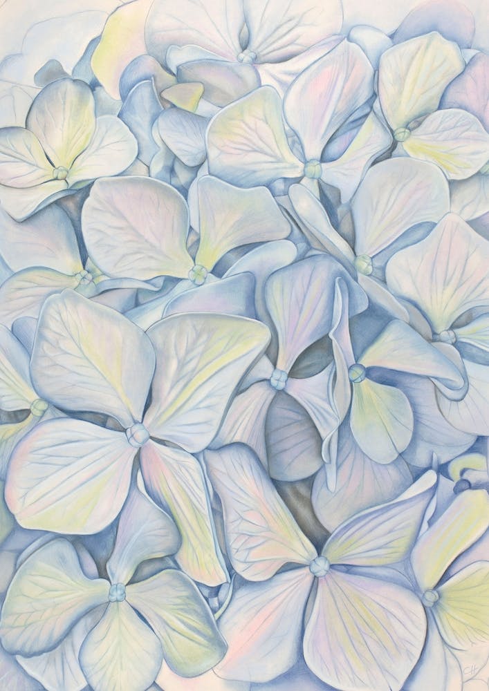 Hydrangea in Blue