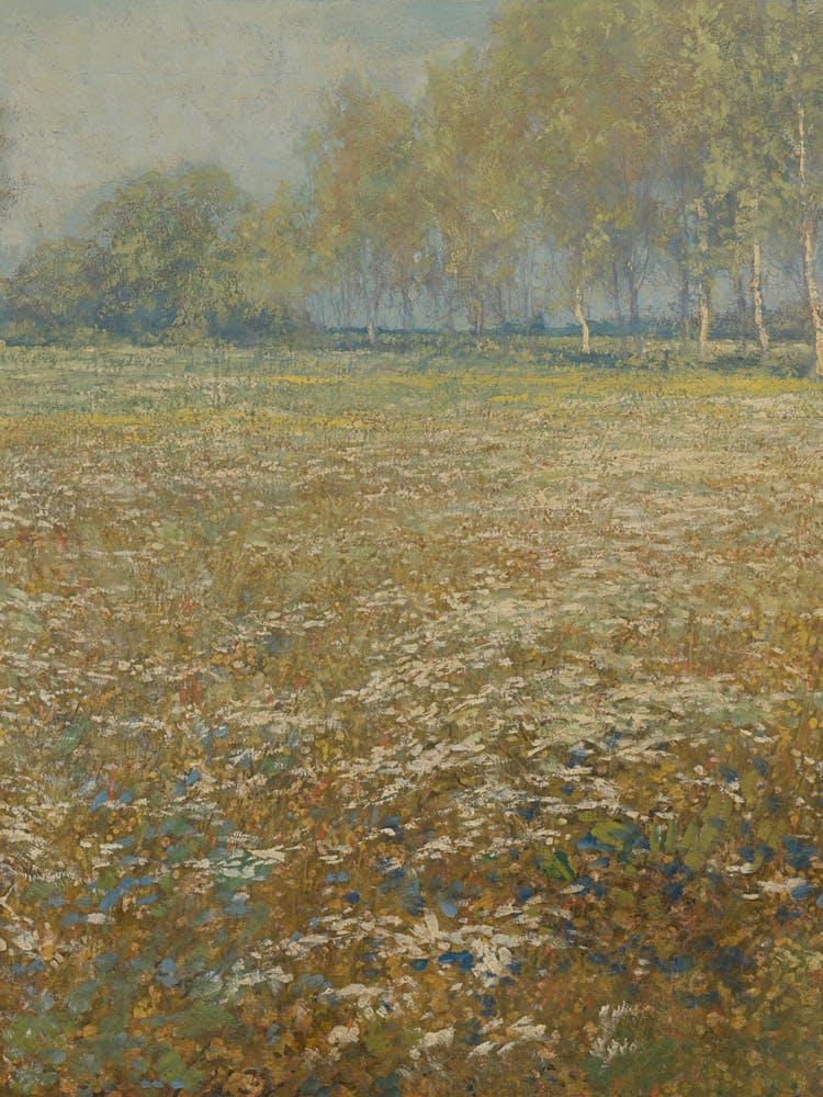 Field Of Daisies 1
