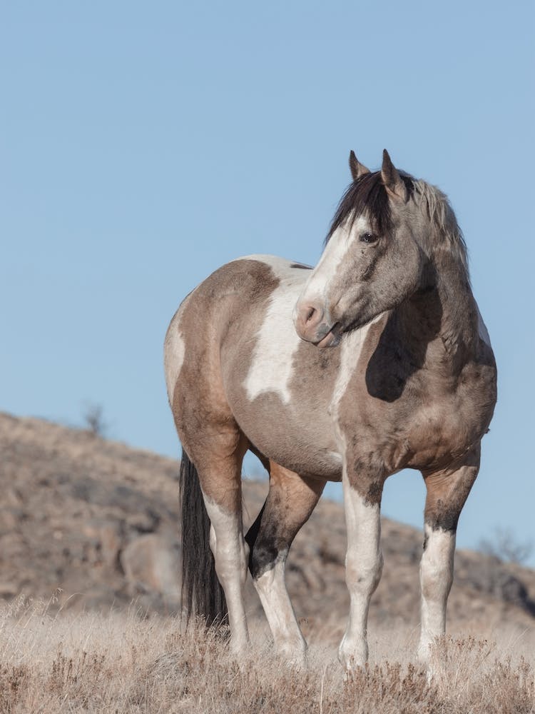 Paint Horse
