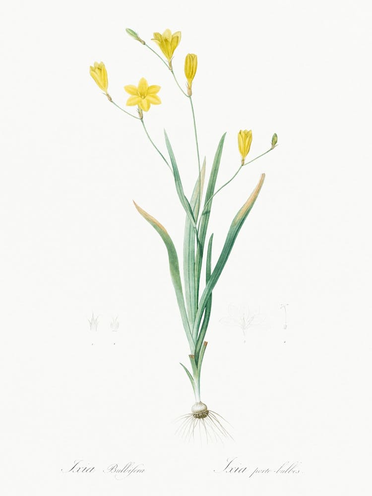 Ixia Bulbifera Illustration From Les Liliacées (1805), Pierre Joseph Redoute