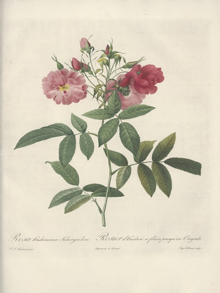 Rose Illustration, Pierre Joseph Redoute, Pierre Joseph Redoute (115)